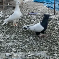 سه تا غریبگیری نر|پرنده|تاکستان, |دیوار