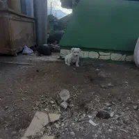 توله ای پا کوتا جیبی|سگ|قروه, |دیوار