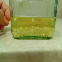 خاویار حلزون . تخم حلزون