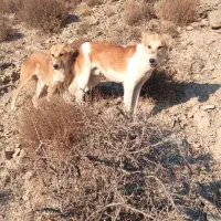 توله سگ فروشی