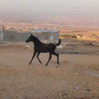 فروش کره نر عرب مدرک دار