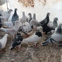 کفتر خارج شهری آلمانی|پرنده|بیرجند, |دیوار