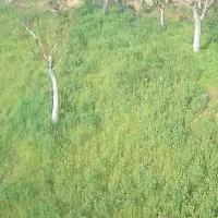 اجاره باغ انگور و گردو و یونجه