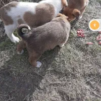 واگذاری توله دو ماهه سگ .محلی.نر و ماده.