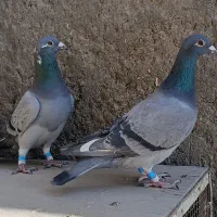 کبوتر المانی و کرمانی