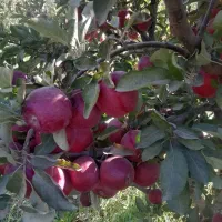 باغچه|فروش زمین و ملک کلنگی|نوشین شهر, |دیوار