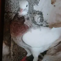 کبوتر|پرنده|مهر, |دیوار