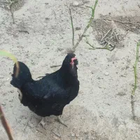 مرغ ریشی درجه یک