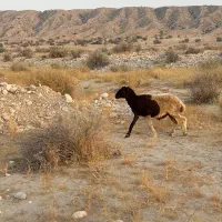 بره