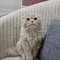 موکا