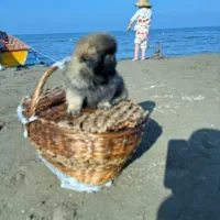 سگ پشمالو کوچولو نازنازی|سگ|گرگان, |دیوار