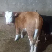 گوساله ماده سیمنتال