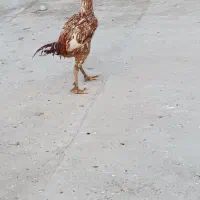 خروس|پرنده|میاندوآب, |دیوار