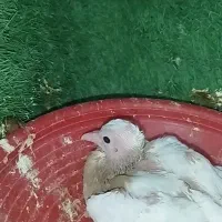 طوق|پرنده|گله دار, |دیوار