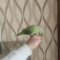 ملنگو دستی|پرنده|مبارکه, |دیوار