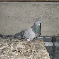 فروشی|پرنده|نقده, |دیوار