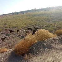 16 راس گوسفند پاکستانی..