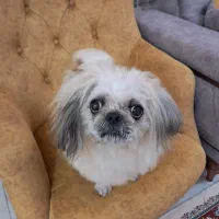 واگذاری سگ|سگ|لولمان, |دیوار