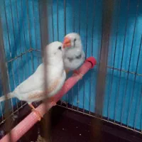 2 جفت فنچ زبرا مولد کارداد|پرنده|اهواز, پادادشهر|دیوار