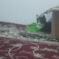 بچه گربه|گربه|گلبهار, شهر جدید گلبهار|دیوار