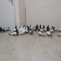 کبوتر|پرنده|سنندج, |دیوار