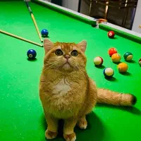 بریتیش نراصیل وارداتی گردن گیر|گربه|کرج, گلشهر|دیوار