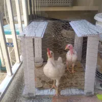 خروس
