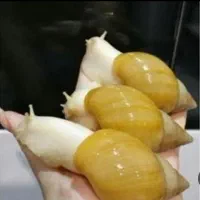 شغل خانگی
