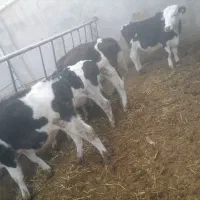 گوساله نر و تلیسه