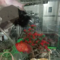 اکواریم و ۶ عدد ماهی گوشت خوار قیمت ۳میلون