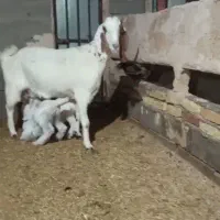 بز ۲ قلو شهربابک