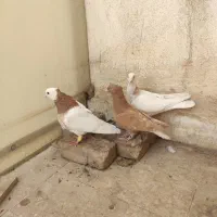 کفتر نیشابور