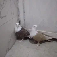 کربلای سالم ۷۸ سالم