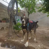 سگ پژدر