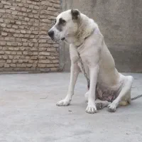 ماده آلابای روسی|سگ|سیمین شهر, |دیوار