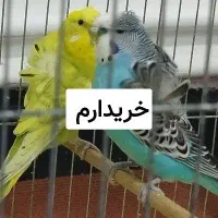 پروانه ای