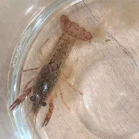 لابستر آب شیرین