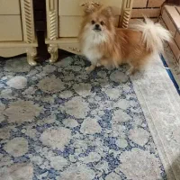 پامر خرسی نر