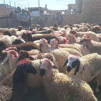 بره گوسفند فروشی درجه یک شبانه روزی|حیوانات مزرعه|شاهین‌شهر, خانه کارگر|دیوار
