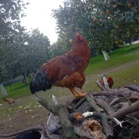 فروش خروس|حیوانات مزرعه|چالوس, |دیوار