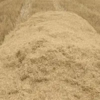 کاه جو وعلف زعفران