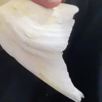 عروس هلندی|پرنده|زنجان, |دیوار