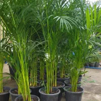 نخل اریکا قد دو متری