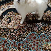 نژاد شیتزو تری