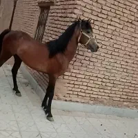 اسب نریان درهشور
