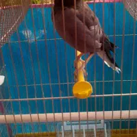 باسلام یه مرغ مینا نر هست