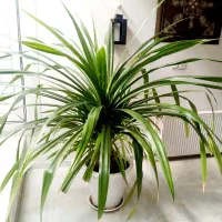 پاندانوس ابلق زیبا مناسب فضاهای بزرگ مانند لابی|گل و گیاه طبیعی|اصفهان, خانه اصفهان|دیوار