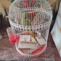 طوطی|پرنده|مهدی شهر, |دیوار