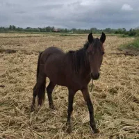 اسب سه ساله بسیار آرام وزیبا|اسب و تجهیزات اسبسواری|رشت, حومه رشت|دیوار