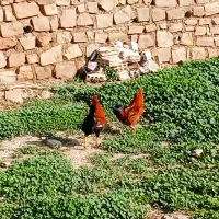 خروس ۱سال|خوردنی و آشامیدنی|مسجد سلیمان, |دیوار